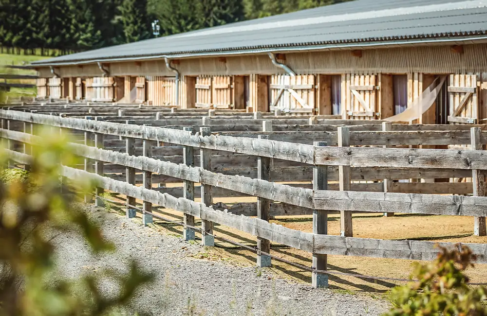 Pferdegesundheitszentrum-Mitteldeutschland-Tieraerzte-Team-Erzgebirge-Zwoenitz-Sachsen-Pferdetierarzt-Pferdearzt-Pferdearztpraxis-Pferdereha-Unterbringung-Pferd-1